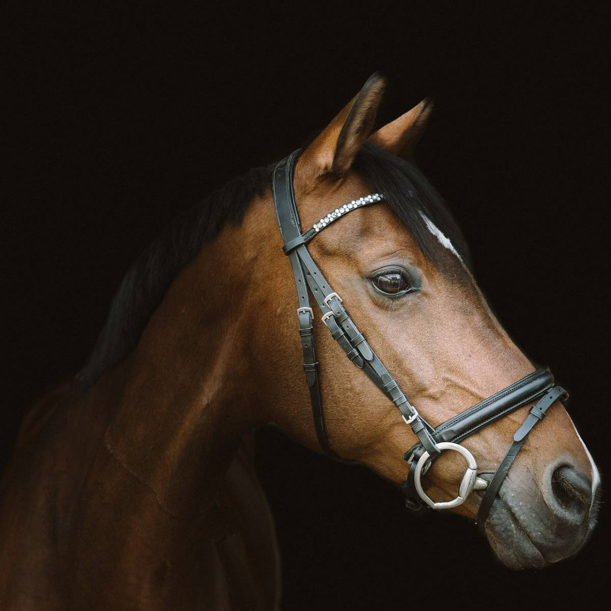 Fournisseur de grillage pour professionnels pour clôture de pâturages de chevaux à Bordeaux en Gironde